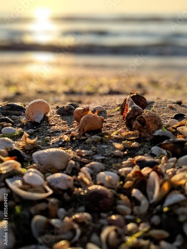Seashells on a sunlit shore