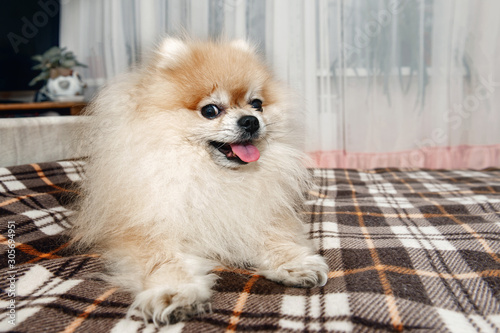 Funny beautiful Pomeranian puppy is smiling and happy owners. Close up