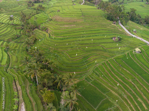 Indonesia, november 2019: Aerial view of Bali Rice Terraces Jatiluwih. The beautiful and dramatic rice fields in southeast Bali have been designated the prestigious UNESCO world heritage site.