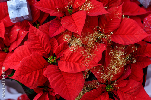 Festive decoration, Christmas star, red Poinsettia flowers decorated for winter holidays photo