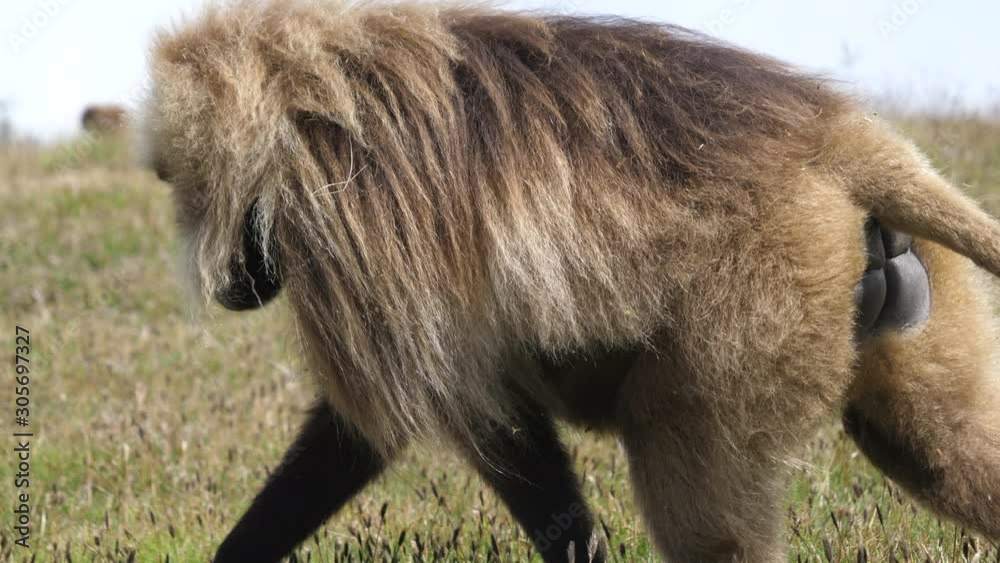Large male Gelada Baboon walking passed and flashing his big sharp teeth in the Semien Mountains Large male Gelada Baboon walking passed and flashing his big sharp teeth in the Semien Mountains