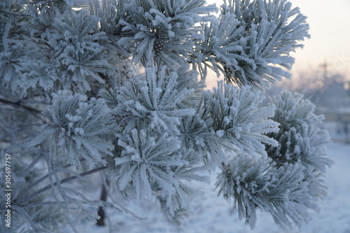 Fir tree branch covered with snow. winter  frosty day