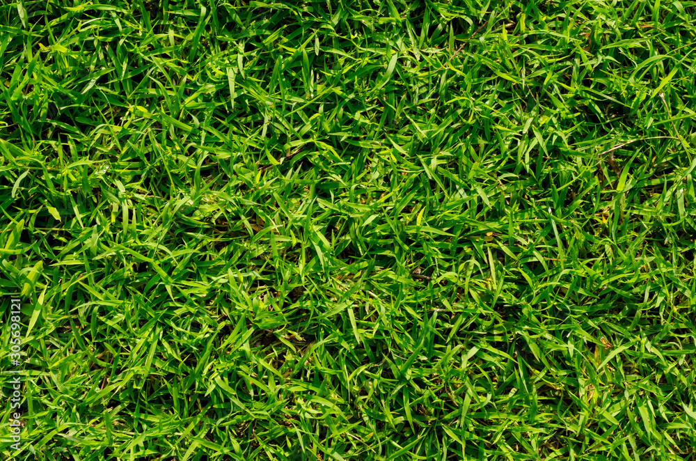 Green grass pattern and texture for background. Close-up Green grass pattern and texture for background. Close-up