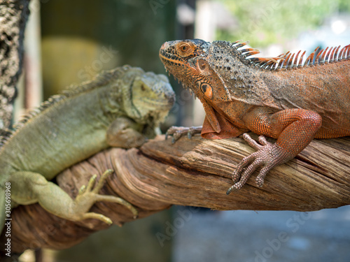 Bali  Indonesia.  november 2019  Big bright orange iguana in the Park of reptilies