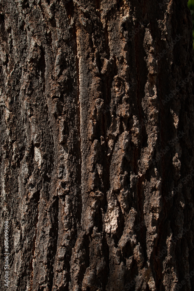 Obraz premium Wood tree bark texture background.