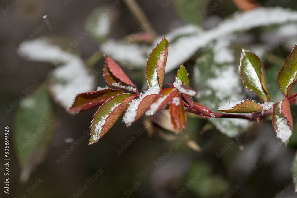 leaves rose flower in the first frost leaves rose flower in the first frost