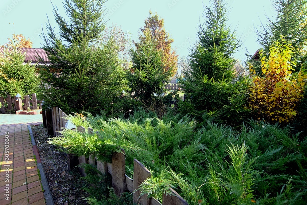 Patio path along a wooden fence. Behind the fence bushes spruce. They ate in the front yard of the courtyard. Green patio in the autumn leaves. Front garden of a house with trees of golden foliage.