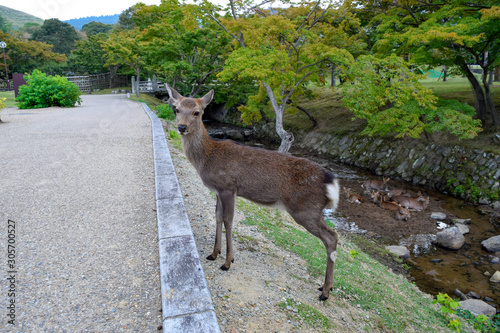 奈良公園　鹿 photo