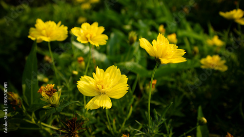 Cosmos caudatus flowers are beautiful yellow  grow in the wild. The image is suitable to be used as wallpaper or Garphic resource