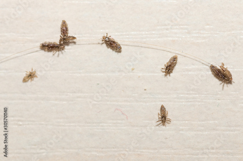 Prevention and elimination of lice. On a white table