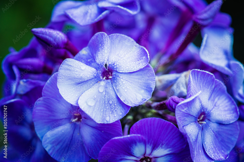 Blooming purple phlox Blooming purple phlox