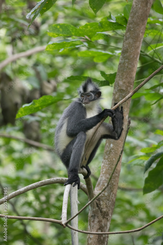 Obraz premium Thomas Leaf Monkey On Tree