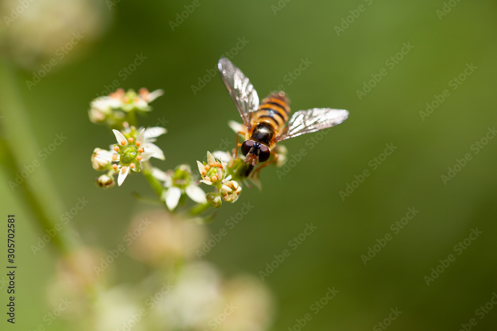 Makroaufnahme Schwebfliege auf Blüte Makroaufnahme Schwebfliege auf Blüte