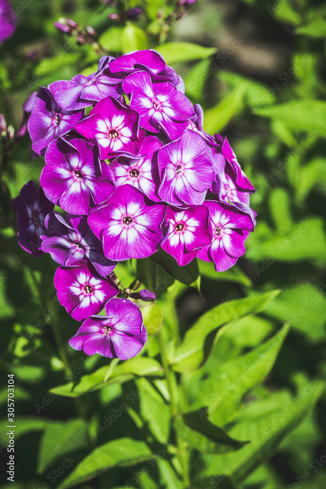 Blooming purple phlox in the garden. Shallow depth of field. Blooming purple phlox in the garden. Shallow depth of field.