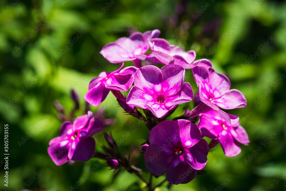 Blooming purple phlox in the garden. Shallow depth of field.