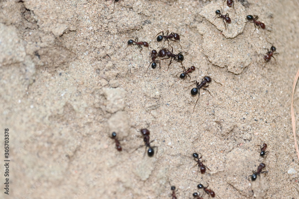 ants on the ground. close-up ants on the ground. close-up