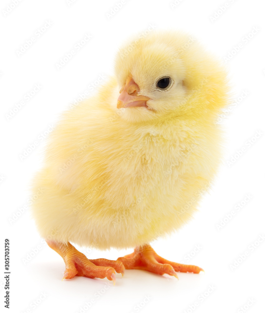 Obraz premium Small yellow chicken