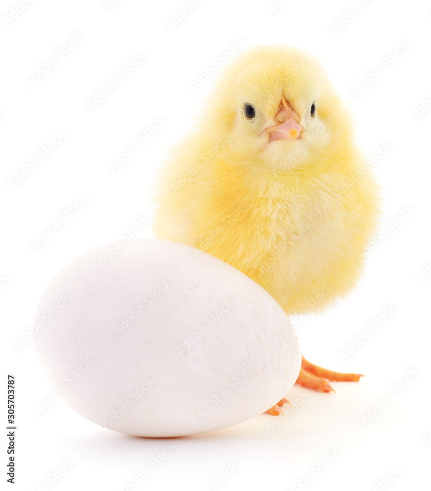 Obraz premium Chicken and egg.