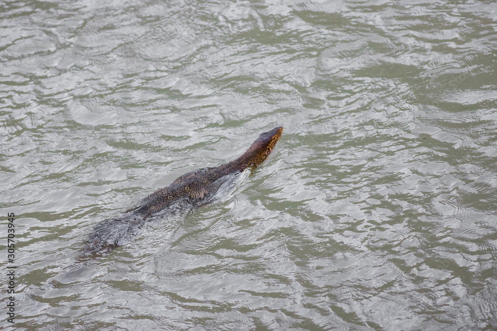 Obraz premium Monitor Lizard Swimming