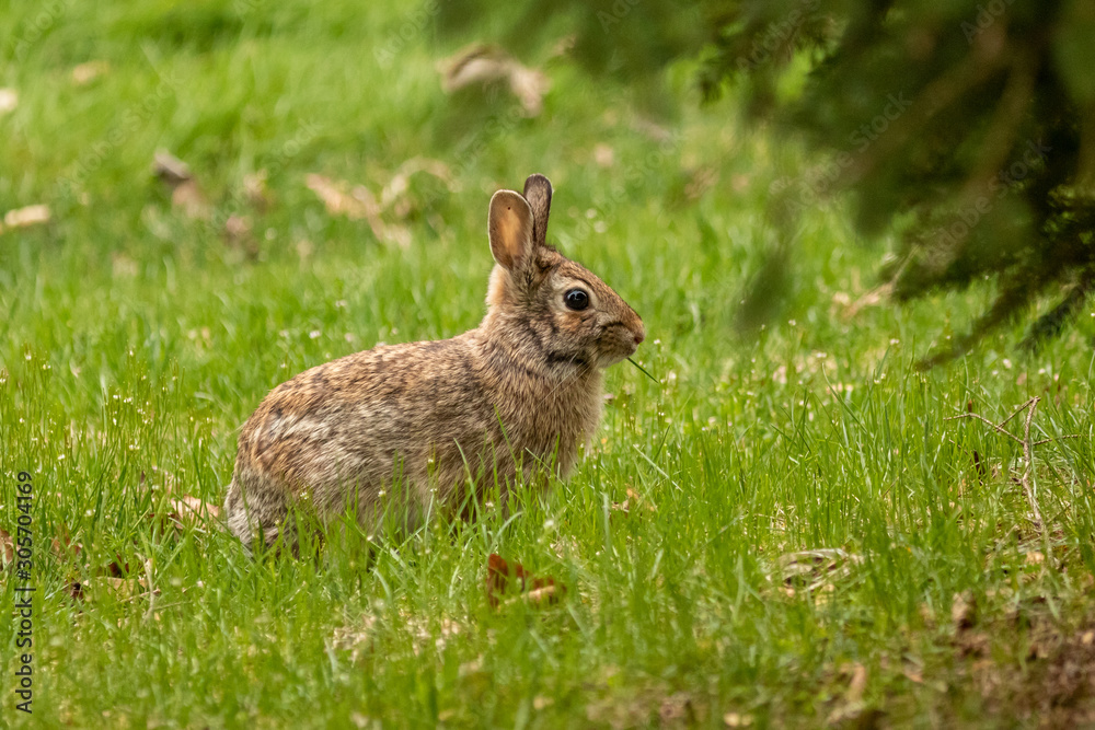 Fototapeta premium A wild, brown rabbit browses near shrubbery on a spring day.
