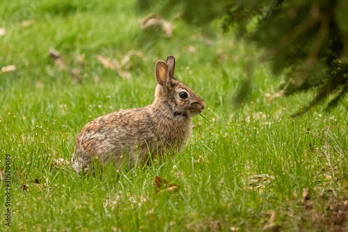 A wild, brown rabbit browses near shrubbery on a spring day. © Melody Mellinger
