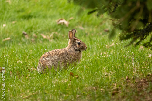 A wild, brown rabbit browses near shrubbery on a spring day. © Melody Mellinger