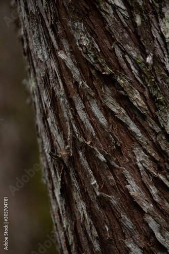 Unusual angle in a textured bark tree trunk. Nature abstract background. 