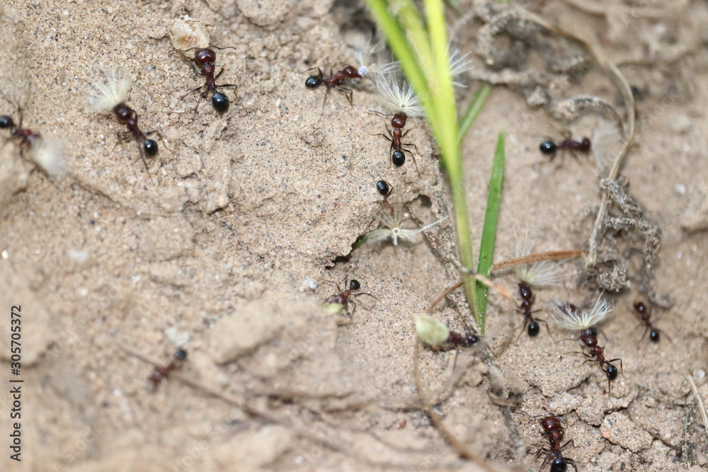 Several ants following an ant pathway, one of them carrying a piece of grass-ear