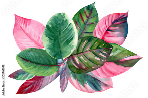 bouquet of pink and green leaves of tropical plants  on isolated white background  watercolor illustration  rose-painted calathea  Caladium Plants