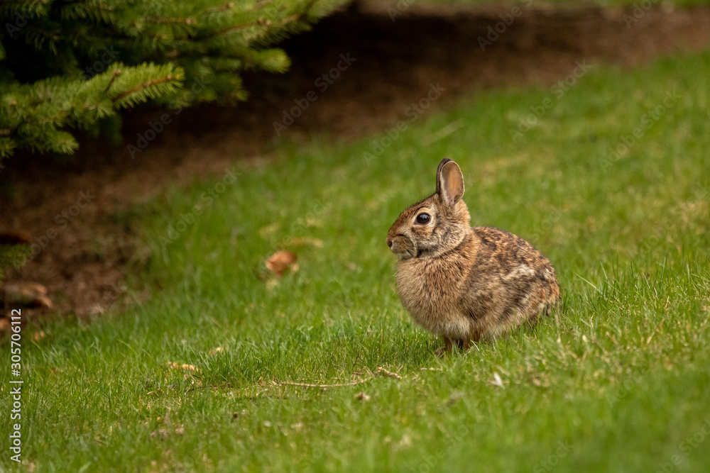 Fototapeta premium A wild, brown rabbit browses near shrubbery on a spring day.