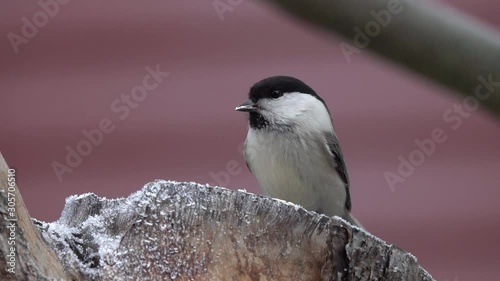 Bird Willow Tit (Poecile montanus, Parus montanus,  Parus montana). Willow Tit pecks food sitting on a wooden stump