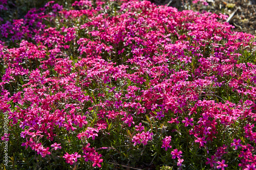 flowers in the garden