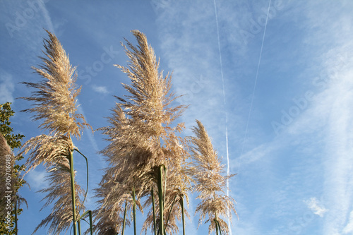 pampas grass photo