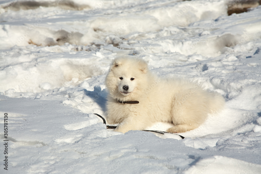 Samoyed husky puppy dog playing in snow in the winter outdoors.