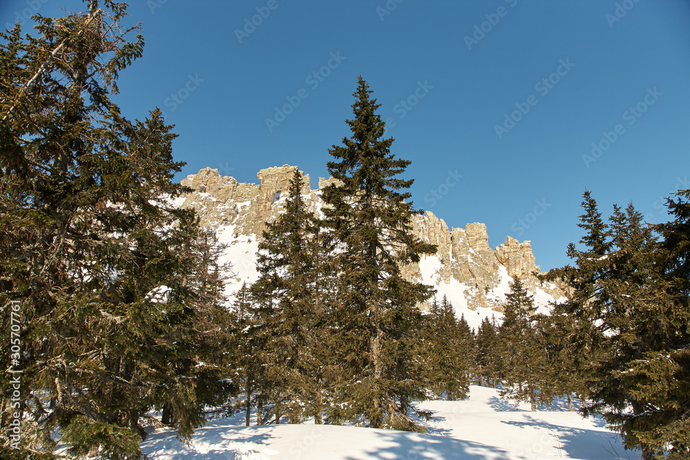 scenic winter landscape in the forest with mountains and fir trees.