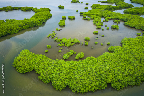 Senegal Mangroves. Aerial view of mangrove forest in the Saloum Delta National Park, Joal Fadiout, Senegal. Photo made by drone from above. Africa Natural Landscape.