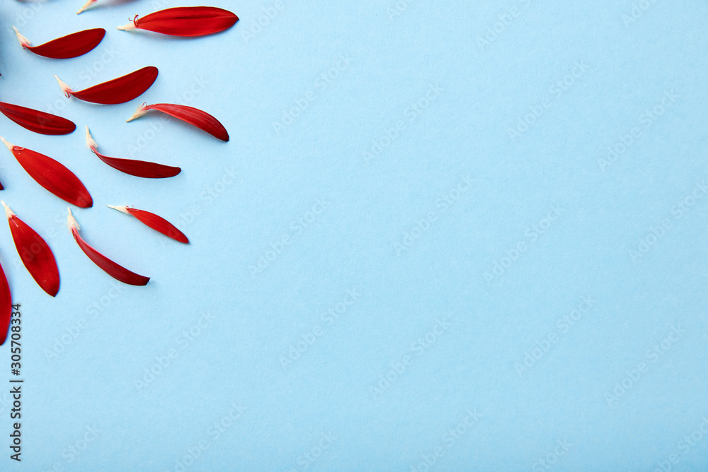 Creative background with red flower petals on blue pastel background, copy space. Spring concept. Greeting card for Womens Day, Mothers Day, Valentine's Day, wedding, birthday. Flat lay, top view Creative background with red flower petals on blue pastel background, copy space. Spring concept. Greeting card for Womens Day, Mothers Day, Valentine's Day, wedding, birthday. Flat lay, top view