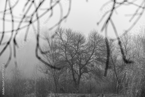 Dark foggy forest in late autumn