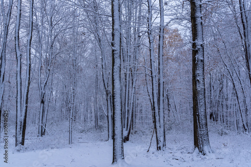 Fresh snowfall on trees in forest