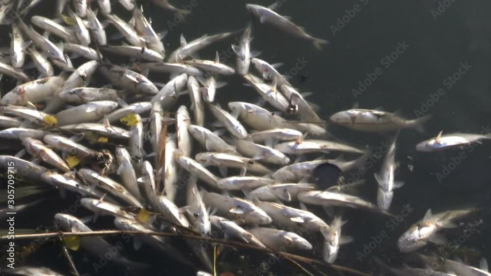 Poisoned Dead Fish in Contaminated Water / Fish poisoning caused by ...