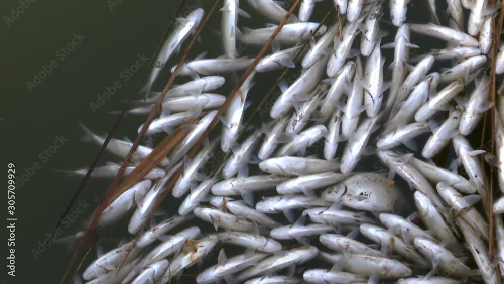 Dead Fish in Rotten water Polluted River / Fish poisoning caused by discharge of toxic substances from factories in the river Dead Fish in Rotten water Polluted River / Fish poisoning caused by discharge of toxic substances from factories in the river