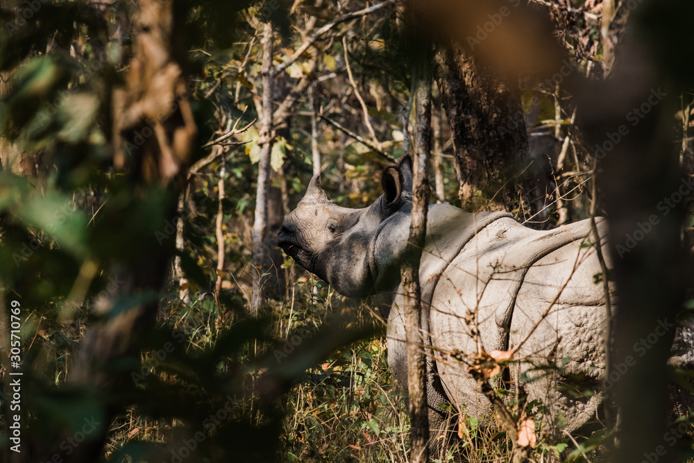 Rhino in the jungle Rhino in the jungle