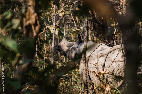 Fototapeta Naklejka Na Ścianę i Meble -  Rhino in the jungle