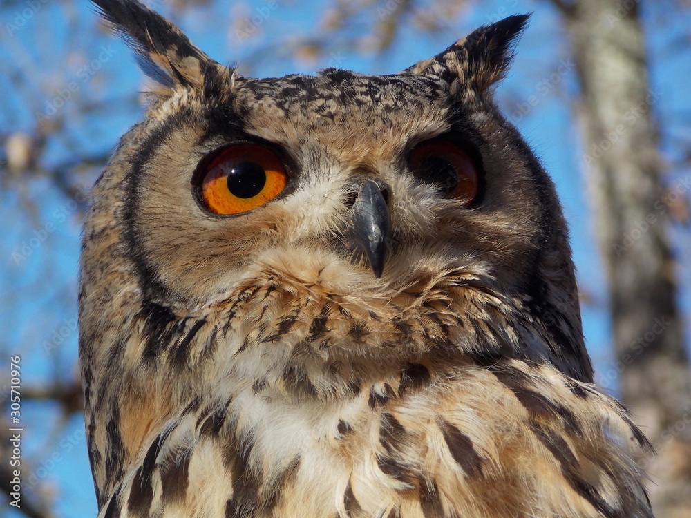 Fototapeta premium chouette