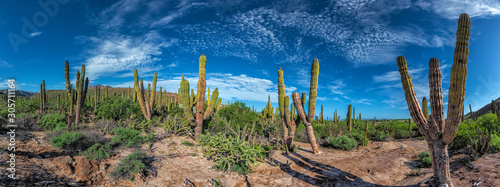 Canvas Print baja california sur giant cactus in desert