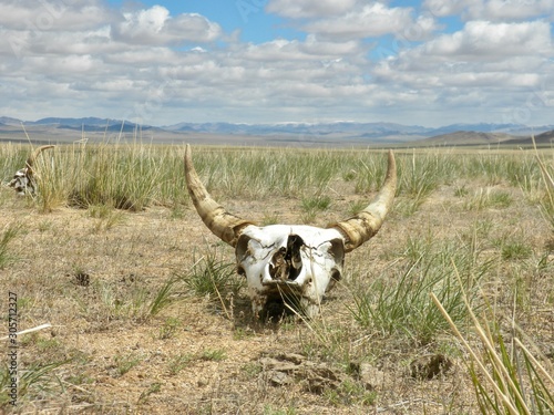 Cow skull on Mongolian steppe