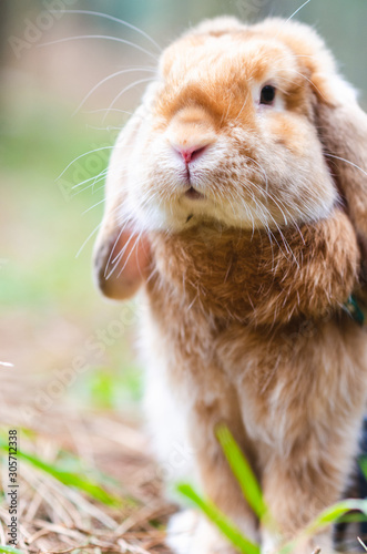 close-up of a rabbit in the forest