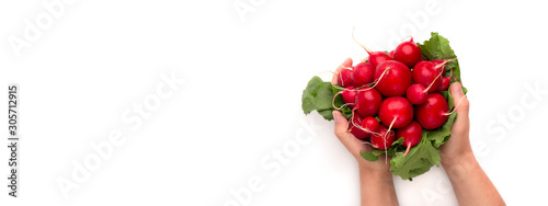 Fototapeta Naklejka Na Ścianę i Meble -  Woman holding fresh organic radish in hands isolated on white