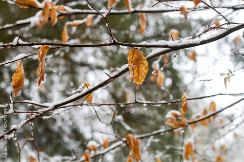 Deciduous beech tree foliage in winter