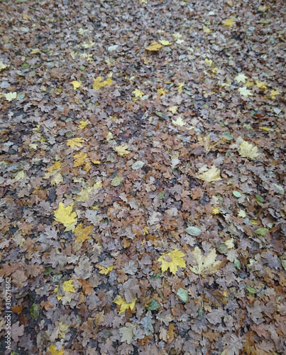 Natur. Herbst.
